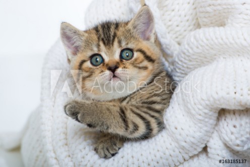 Picture of Getigertes Ktzchen